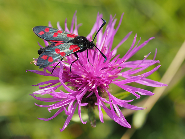 Six-spot Burnet on Purple Flower